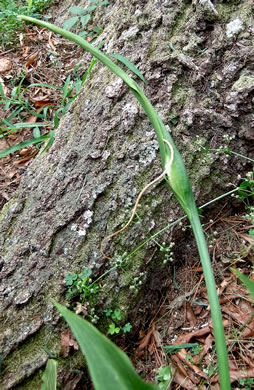 image of Pinellia pedatisecta, Chinese Green Dragon, Fan-leaf Chinese Green Dragon, Pinellia