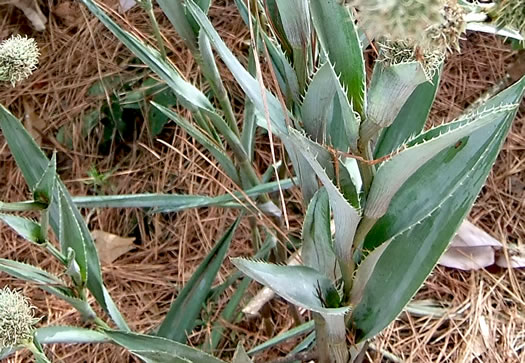 image of Eryngium yuccifolium var. yuccifolium, Northern Rattlesnake-master, Button Snakeroot