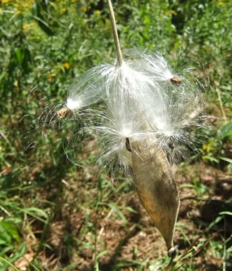 image of Asclepias tuberosa var. tuberosa, Butterfly Milkweed, Eastern Butterflyweed, Pleurisy Root, Wind Root