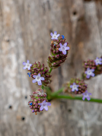 image of Verbena brasiliensis, Brazilian Vervain