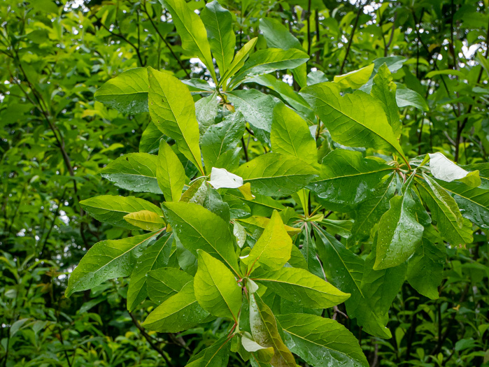 image of Franklinia alatamaha, Franklinia, Franklin Tree, Lost Gordonia