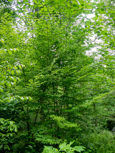 image of Stewartia malacodendron, Silky Camellia, Virginia Stewartia, Stewartia