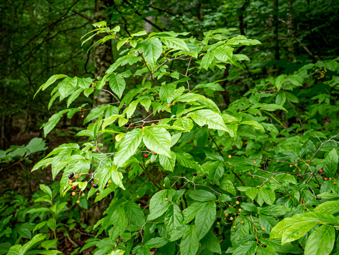 image of Vaccinium erythrocarpum, Bearberry, Highbush Cranberry, Mountain Cranberry