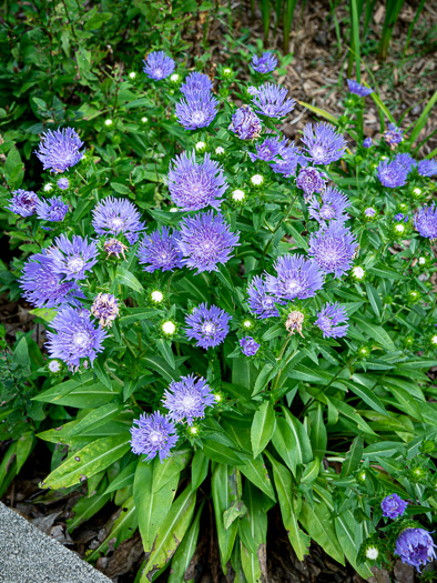 image of Stokesia laevis, Stokes Aster, Stokesia, Blue Stokesia