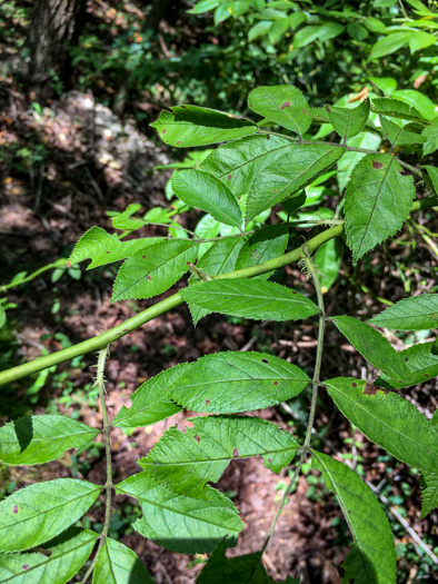 image of Rosa multiflora, Multiflora Rose