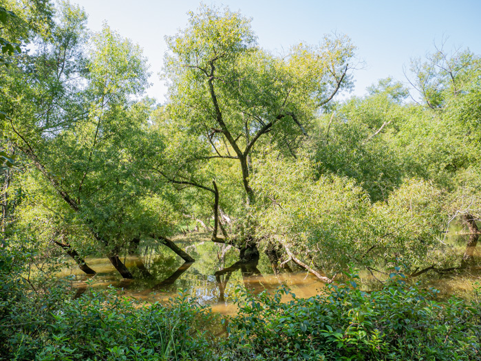 image of Salix nigra, Black Willow