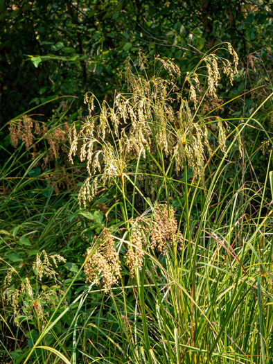 image of Scirpus cyperinus, Woolgrass Bulrush, Marsh Bulrush, Woolly Bulrush