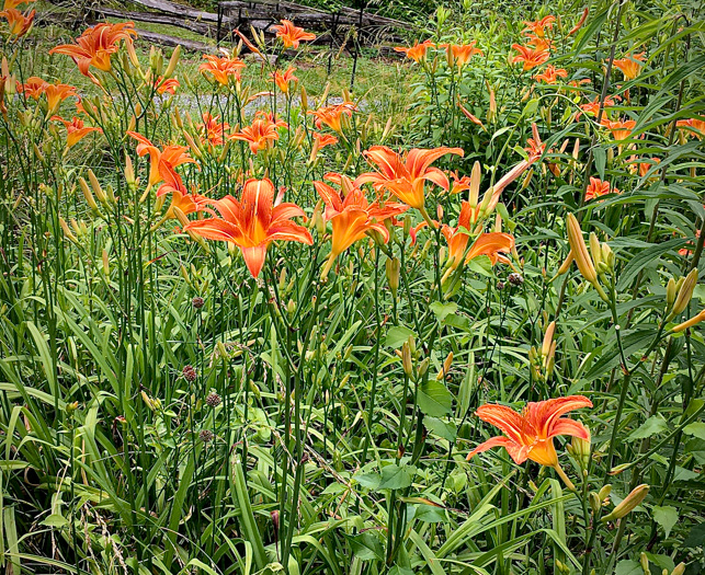 image of Hemerocallis fulva, Orange Daylily, Tawny Daylily, Roadside Daylily