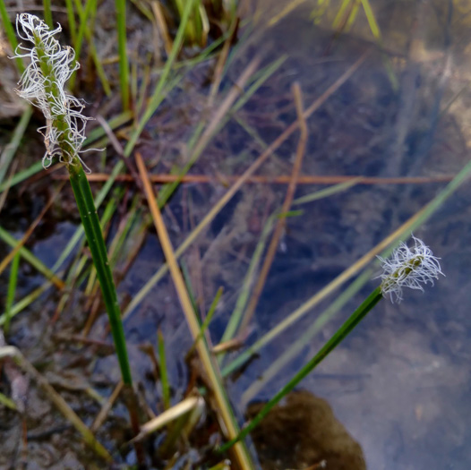 image of Eleocharis quadrangulata, Squarestem Spikerush