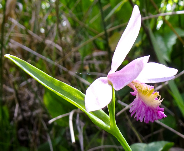 image of Pogonia ophioglossoides, Rose Pogonia, Snakemouth Orchid, Beardflower, Addermouth