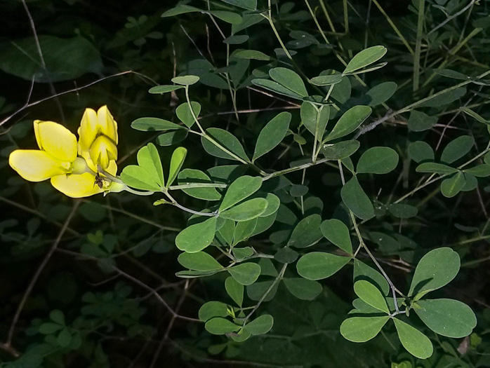 image of Baptisia ×serenae, a hybrid Wild Indigo