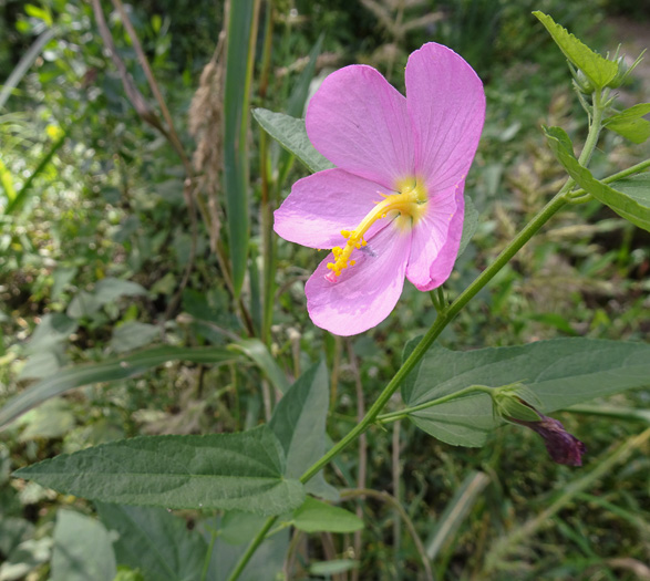 Southern Seashore Mallow