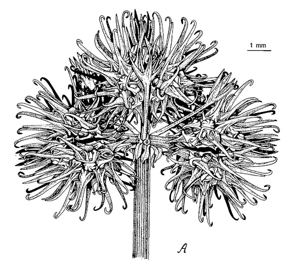 pedicel