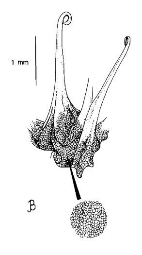 bristles