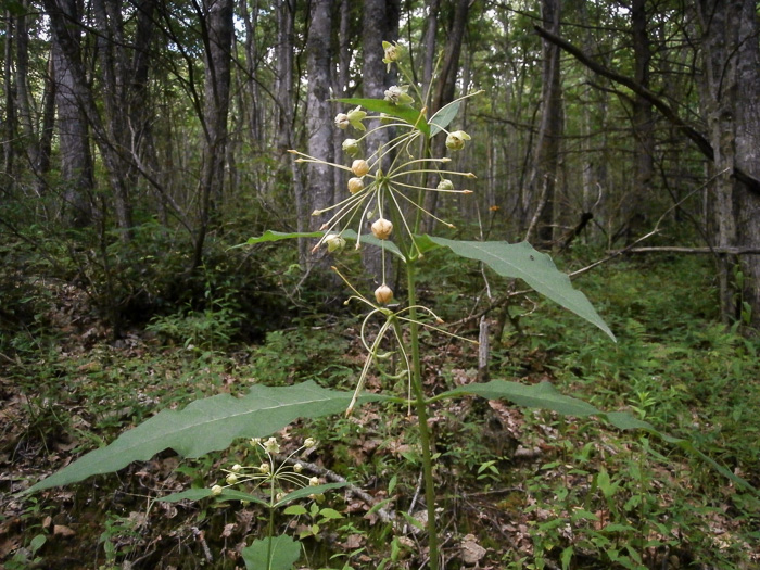 image of Asclepias exaltata, Poke Milkweed, Tall Milkweed