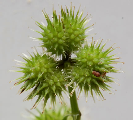 image of Sanicula canadensis var. canadensis, Canada Sanicle, Black Snakeroot, Canadian Black-snakeroot