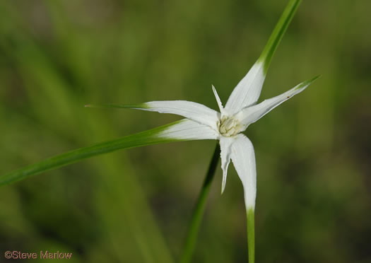 image of Rhynchospora colorata, Narrowleaf Whitetop Sedge, White-bracted Sedge, Starrush Whitetop Sedge