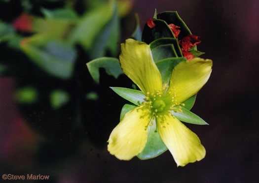 image of Hypericum crux-andreae, St. Peter's-wort, St. Andrew's Cross, St. Peter's Cross