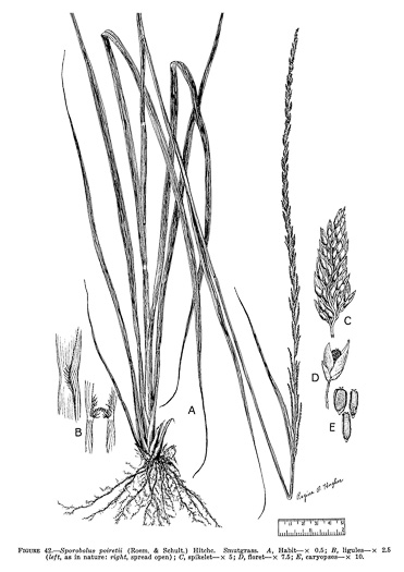 image of Sporobolus indicus, Smut-grass, Blackseed