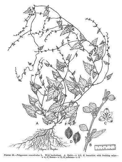 drawing of Fallopia convolvulus, Climbing Buckwheat, Nimblewill, Black Bindweed