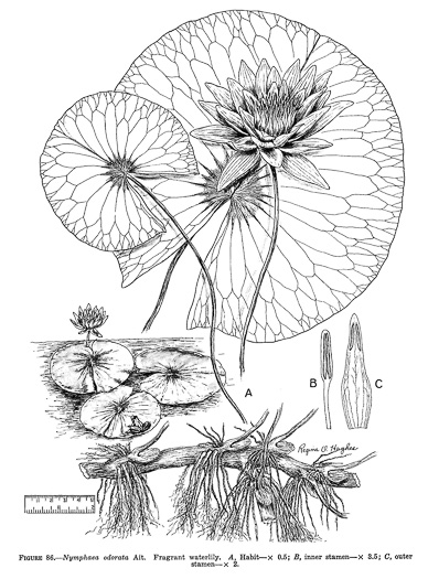 image of Nymphaea odorata ssp. odorata, Fragrant White Water-lily, American Water-lily, Sweet Water-lily, White Water-lily