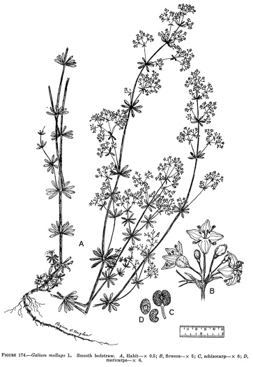 image of Galium mollugo, False Baby's Breath, Smooth Bedstraw, Hedge Bedstraw, Wild Madder