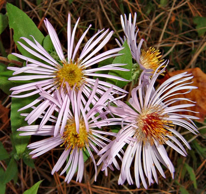 image of Ampelaster carolinianus, Climbing Aster