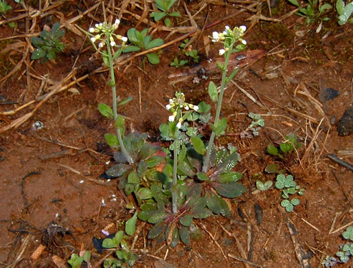 image of Arabidopsis thaliana, Mouse-ear Cress