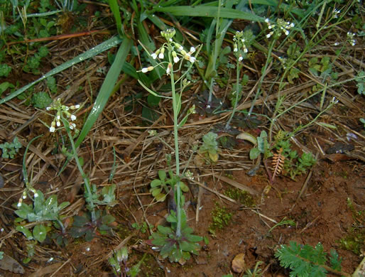 image of Arabidopsis thaliana, Mouse-ear Cress