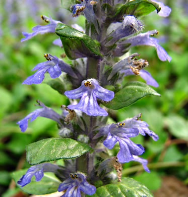 image of Ajuga reptans, Carpet Bugle, Bugle-weed