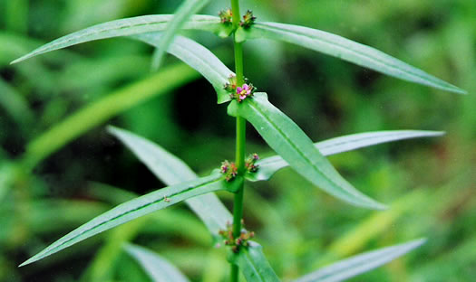 image of Ammannia coccinea, Red Toothcup, Scarlet Toothcup, valley redstem