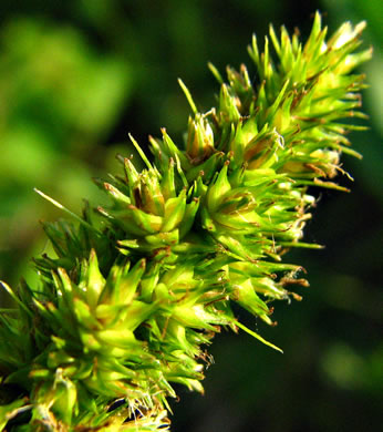 image of Carex vulpinoidea, Fox Sedge