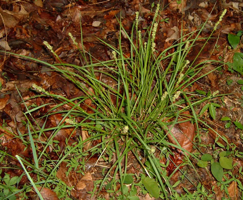 image of Carex annectens, Yellow-fruited Sedge