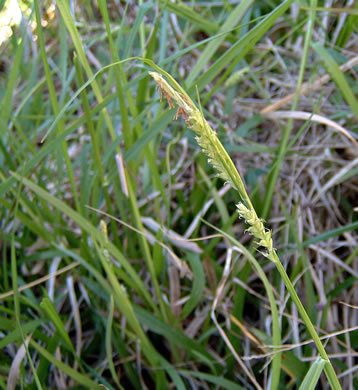 image of Carex flaccosperma, Meadow Sedge, Blue Wood Sedge, thinfruit sedge