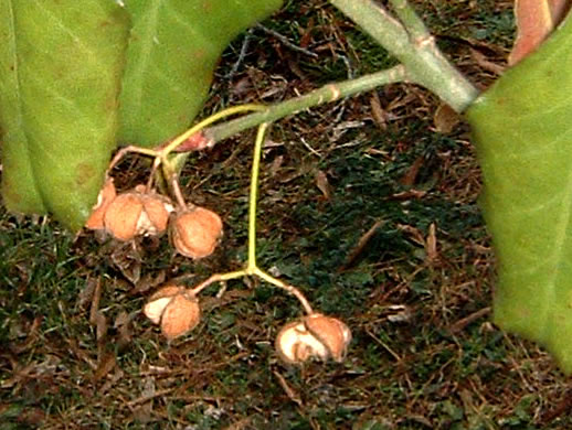 image of Euonymus fortunei, Wintercreeper, Climbing Euonymus, Chinese Spindle-tree