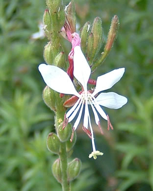 image of Oenothera gaura, Biennial Gaura, Northeastern Gaura, Morning Honeysuckle, Biennial Beeblossom