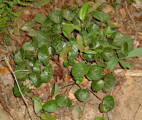 image of Hexastylis virginica, Virginia Heartleaf