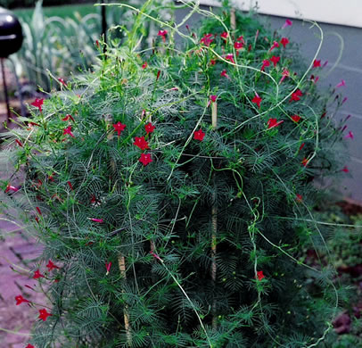 image of Ipomoea quamoclit, Cypress-vine