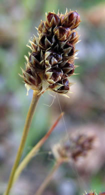 image of Luzula bulbosa, Bulbous Woodrush