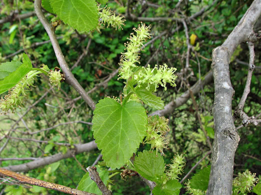 catkin