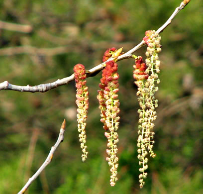 image of Populus deltoides ssp. deltoides, Eastern Cottonwood