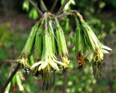 image of Nabalus serpentaria, Lion's-foot Rattlesnake-root, Gall-of-the-Earth