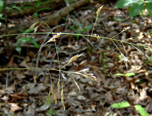 image of Poa cuspidata, early bluegrass