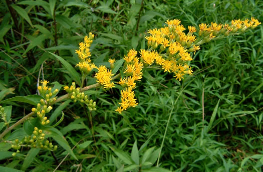 image of Solidago gigantea, Smooth Goldenrod, Late Goldenrod, Giant Goldenrod