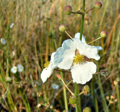 image of Sagittaria lancifolia var. media, Scimitar Arrowhead, Bulltongue Arrowhead