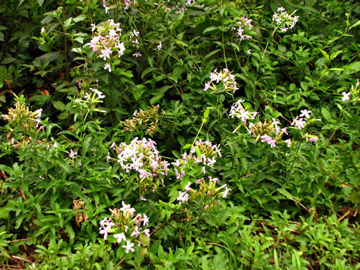 image of Saponaria officinalis, Soapwort, Bouncing Bet