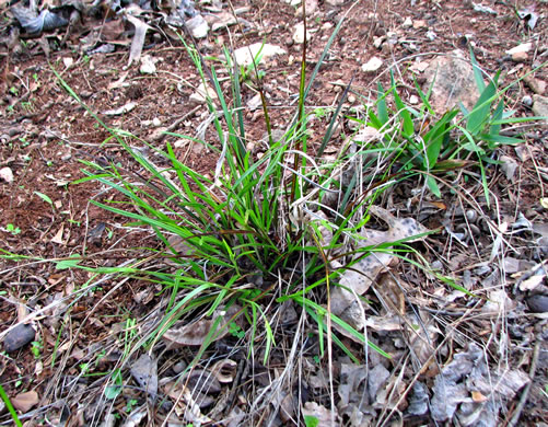 image of Scleria oligantha, Few-flowered Nutrush, Littlehead Nutrush