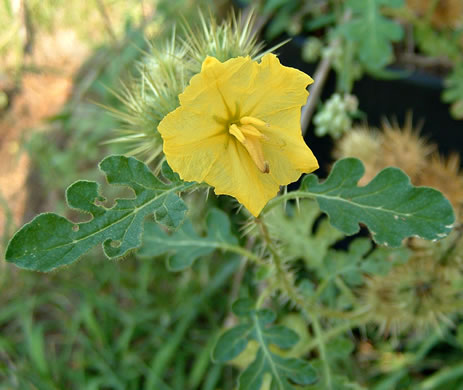 image of Solanum rostratum, Buffalo-bur Nightshade, Kansas-thistle