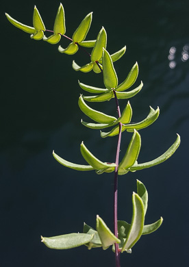 image of Pellaea wrightiana, Wright's Cliffbrake