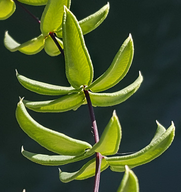 image of Pellaea wrightiana, Wright's Cliffbrake